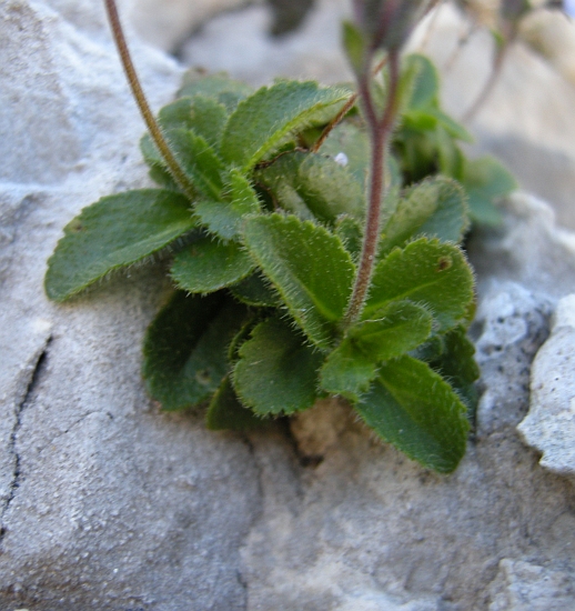 Veronica aphylla / Veronica minore